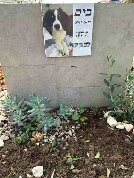 בית קברות לכלבים