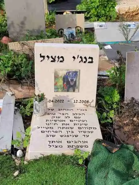 בית קברות לכלבים