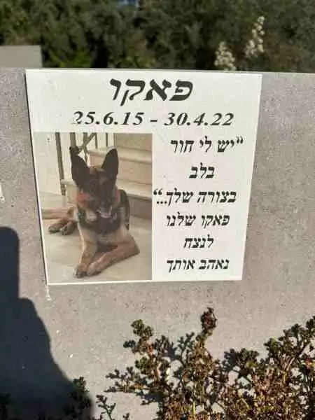 בית קברות לכלבים