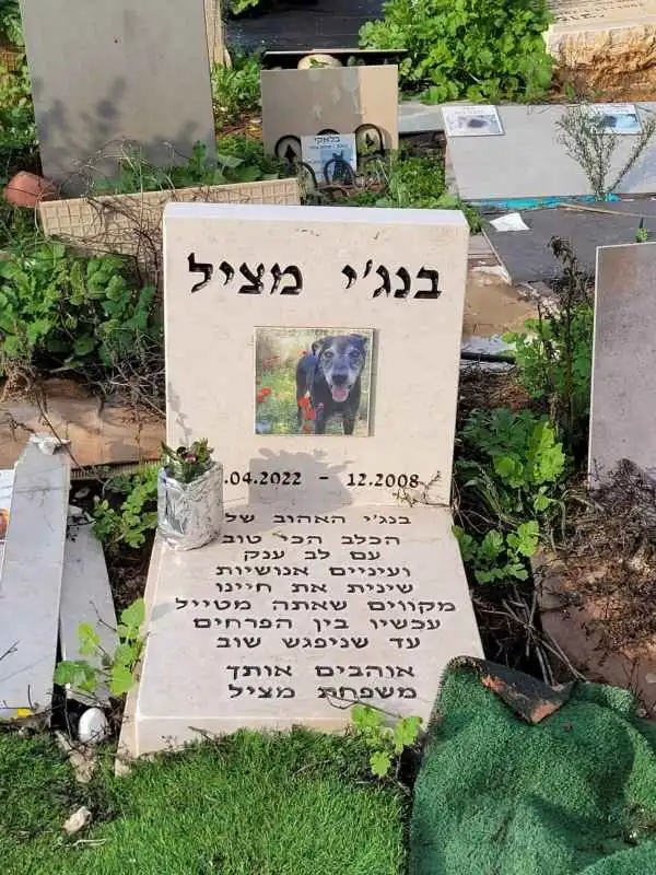 קבורת כלב בבת ים