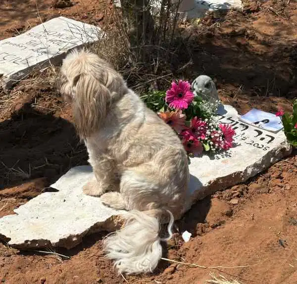 תהליך פינוי כלב מת מהבית