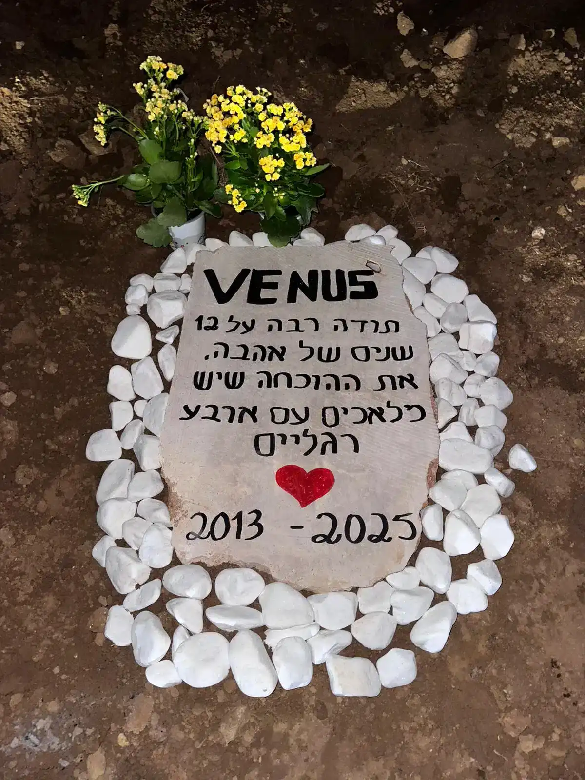 קבורה לכלב5